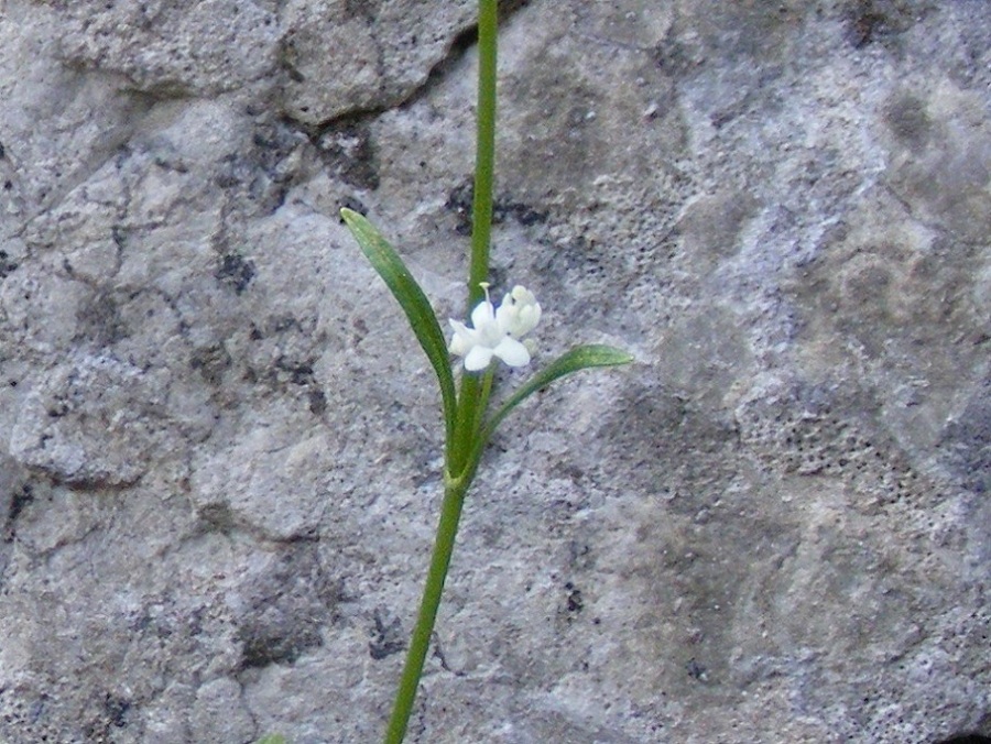 Valeriana saxatilis / Valeriana delle rupi